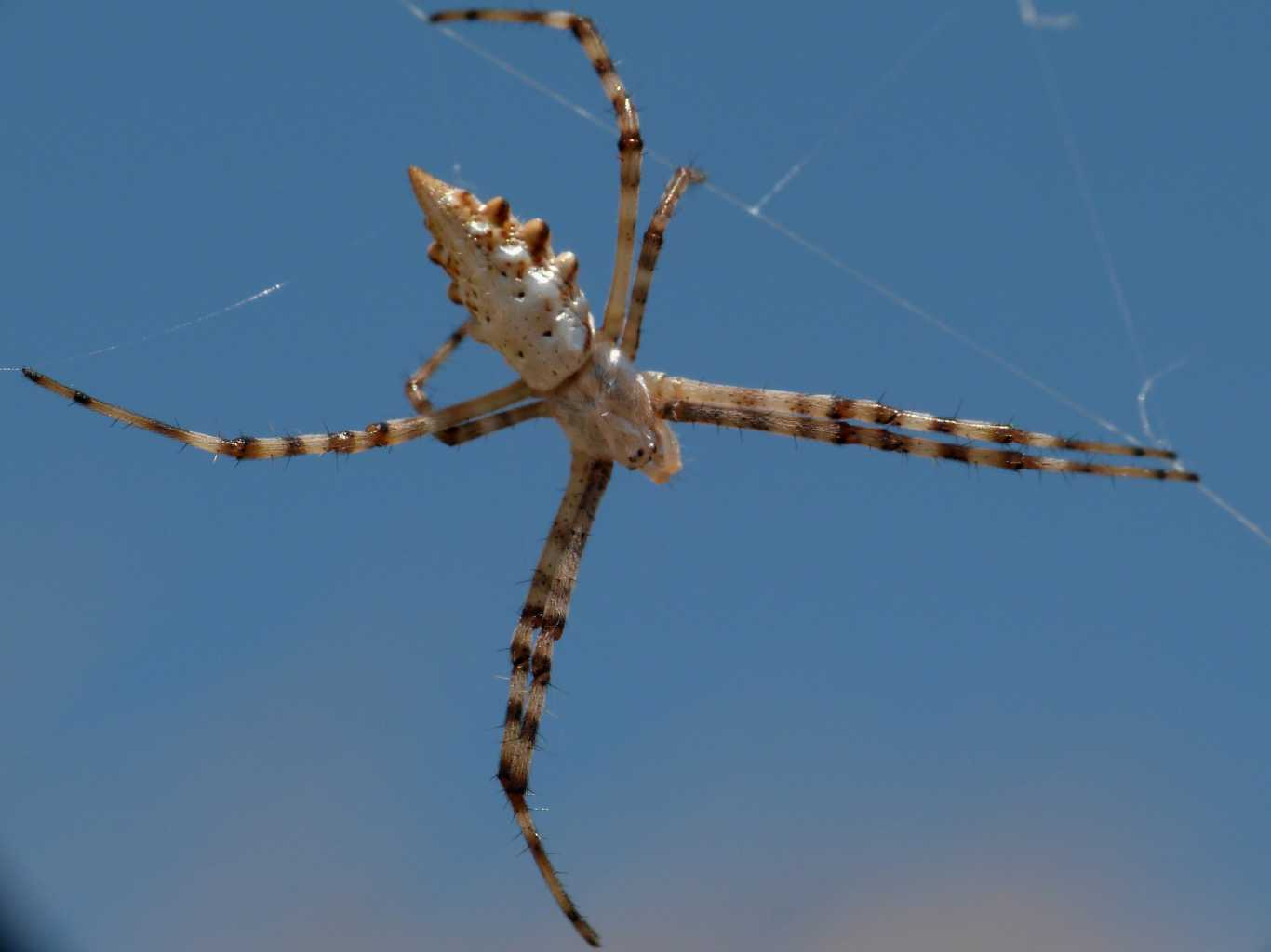 Argiope lobata; pose insolite - S. Teresa Gallura (OT)